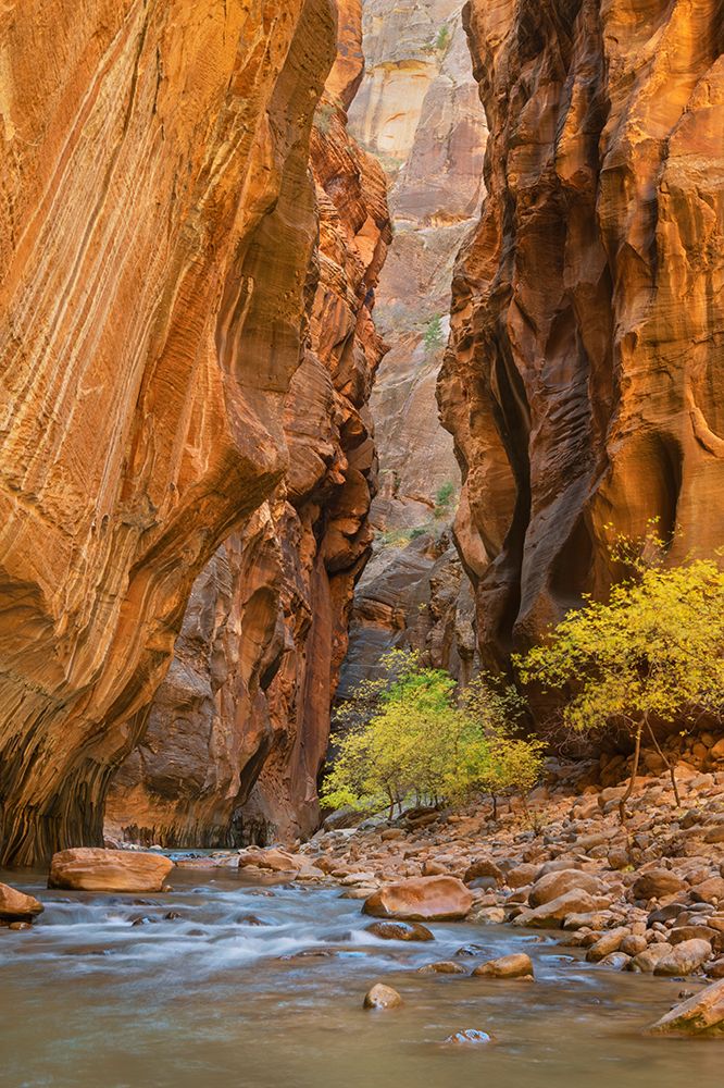 Fall color in Zion Canyon The Narrows-Zion National Park-Utah art print by Alan Majchrowicz for $57.95 CAD
